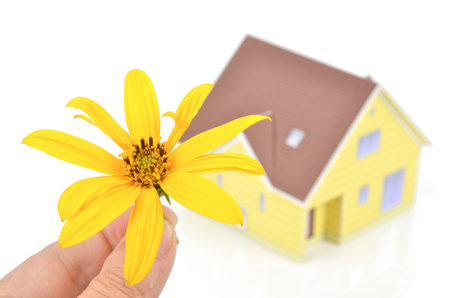 Jerusalem artichoke flowersの写真素材