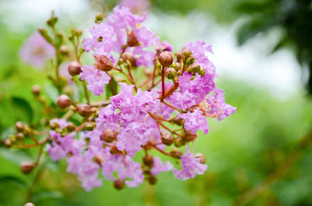 Crape myrtle flowersの写真素材