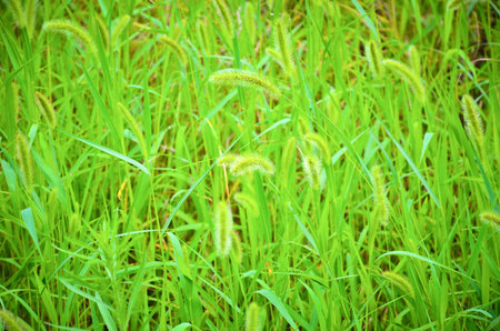 Setaria