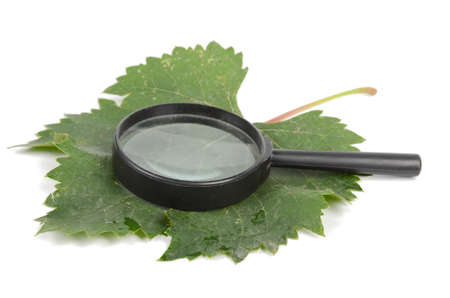 Plane tree leaf and magnifierの写真素材