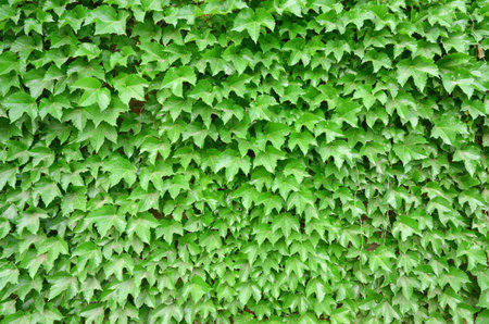 Ivy