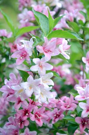 Coraeensis flowerの写真素材