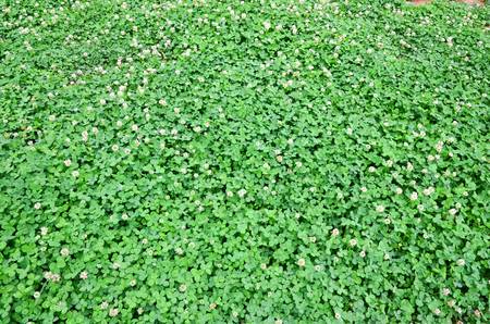 A clover of fieldのeditorial素材