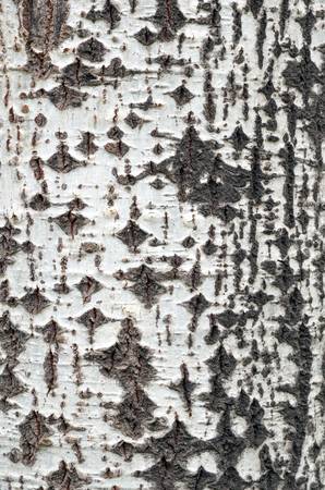 Birch barkの写真素材