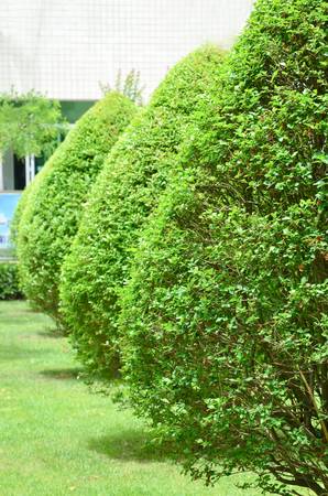 Treesのeditorial素材