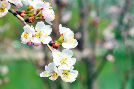 Peach blossomの写真素材