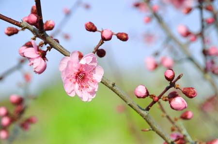 Peach blossomの写真素材