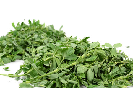 Alfalfa
