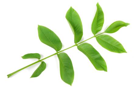 Walnutの写真素材