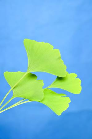 Gingkoの写真素材