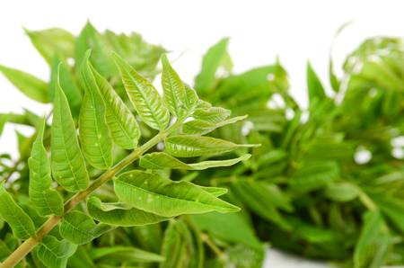 Toona sinensisの写真素材