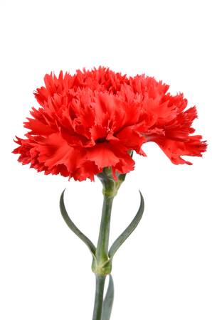 Red carnationの写真素材