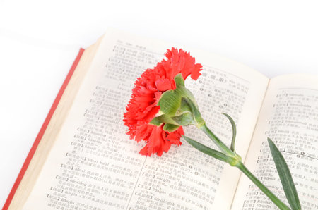 Carnation and book
