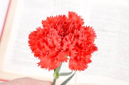 Carnation and bookの写真素材