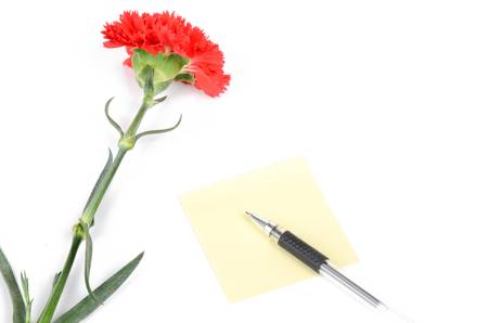 Red carnation and cardの写真素材