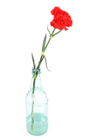 Red carnationの写真素材