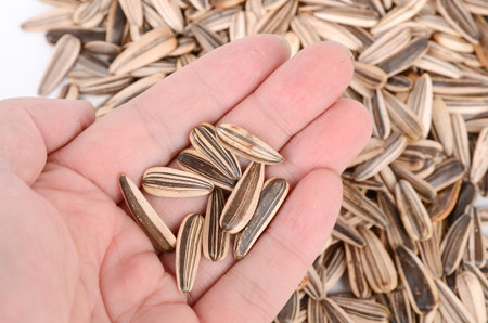 Sun flower seeds