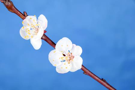 Peach blossomの写真素材