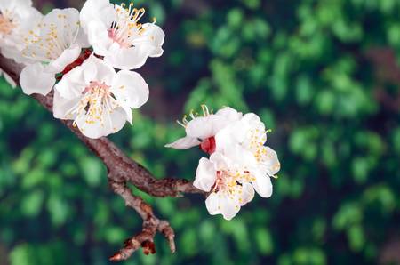 Peach blossomの写真素材
