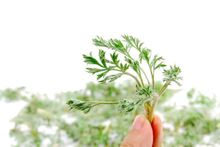 Herba artimisiae sieversianaeの写真素材