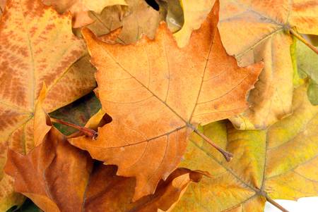 Plane tree leafの写真素材