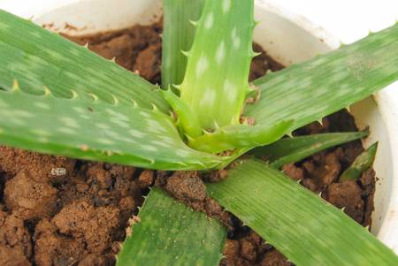 Aloe plantの写真素材