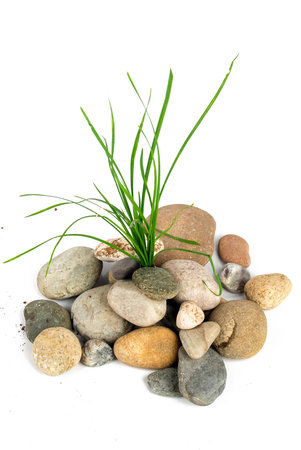 Grass in stoneの写真素材