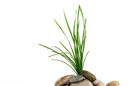 Grass in stoneの写真素材