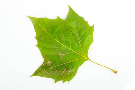 London plane leafの写真素材