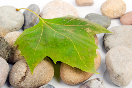 Leaf on stones