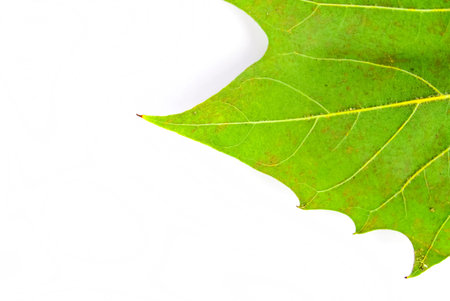 London plane leafの写真素材