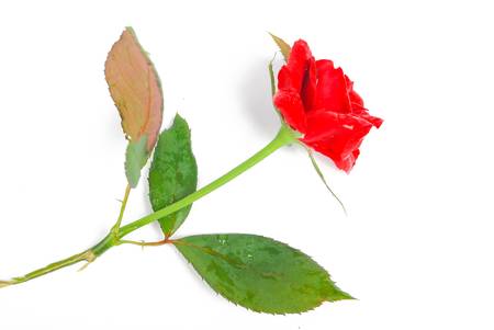 Monthly roseの写真素材