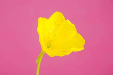 Evening primroseの写真素材