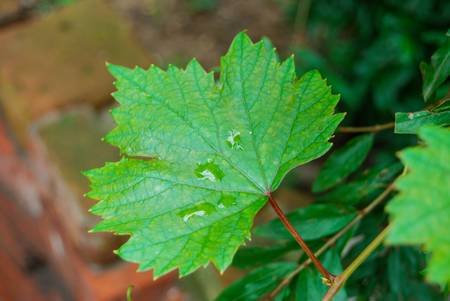 Leafの写真素材
