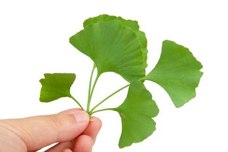 Ginkgo leafの写真素材