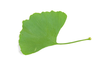 Ginkgo leafの写真素材
