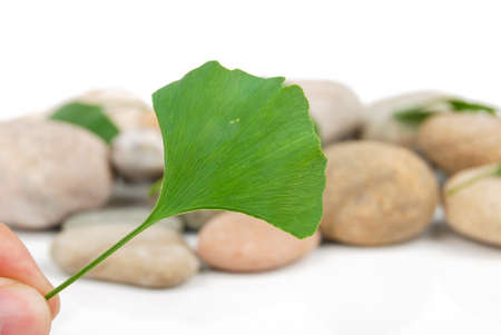 Stone with leafの写真素材