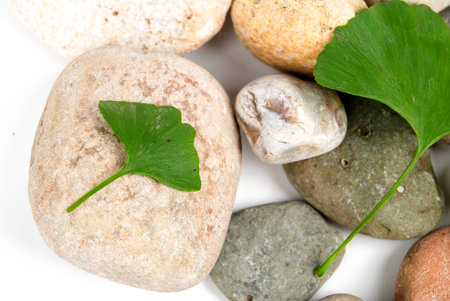 Stone with leaf
