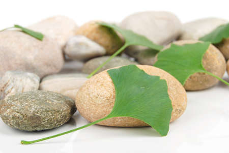 Stone with leafの写真素材