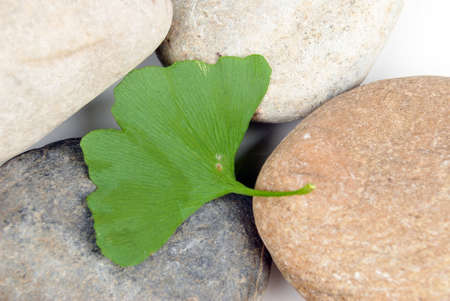 Stone with leafの写真素材