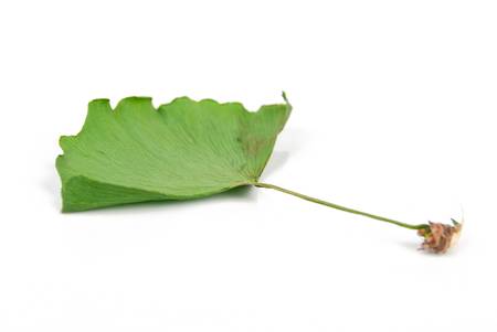 Ginkgo leafの写真素材