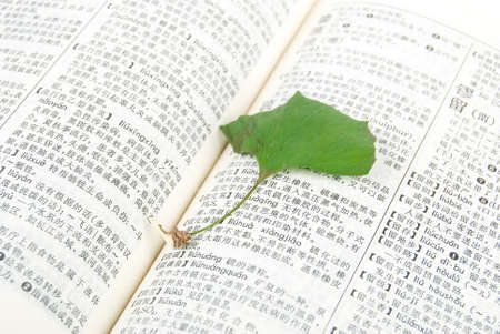 Ginkgo leafの写真素材