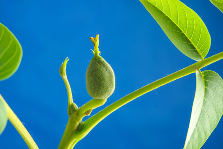 Walnut leaf