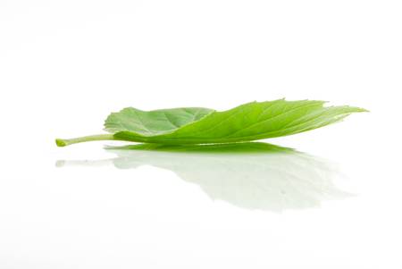 Planetree leafの写真素材