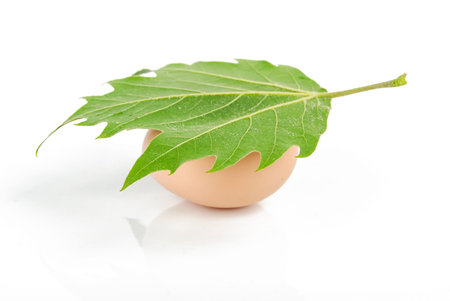 Leaf with egg
