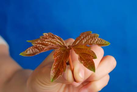 Boston ivyの写真素材