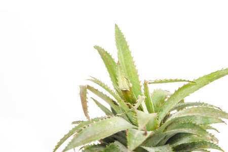 Pineappleの写真素材