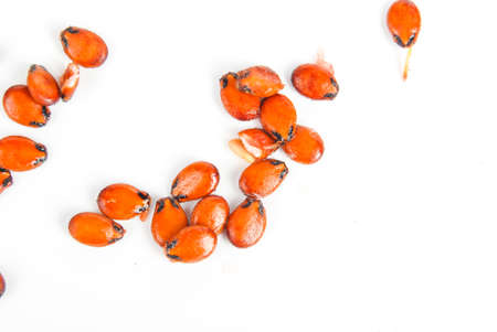 Watermelon seedの写真素材