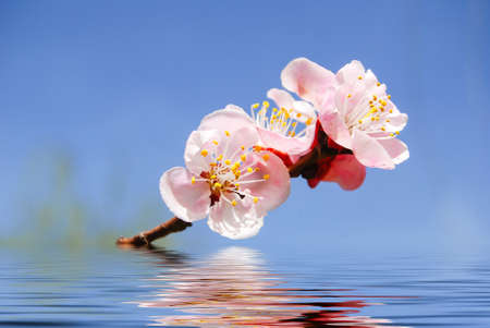 Peach blossomの写真素材