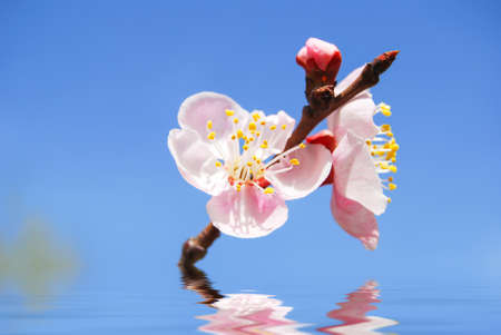 Peach blossomの写真素材